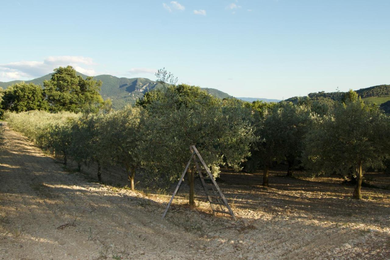 Mas Provencal La Serallere Au Coeur Des Oliviers Venterol  Exterior photo